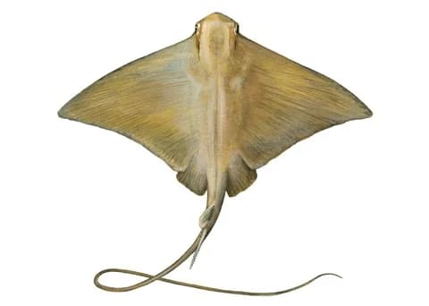 AIGLE DE MER