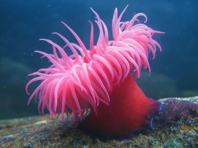 ANEMONE DE MER