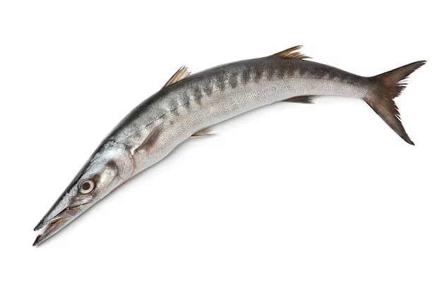 BARRACUDA
