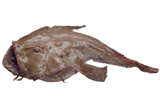 BAUDROIE ROUSSE