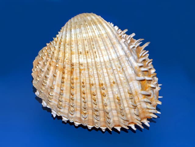 BUCARDE AIGUILLONNÉE