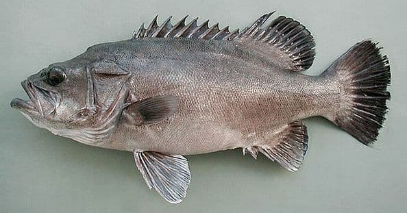 CERNIER