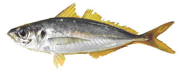 CHINCHARD CUNÈNE