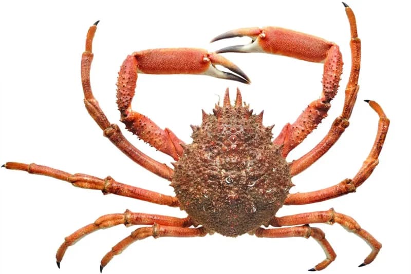 CRABE