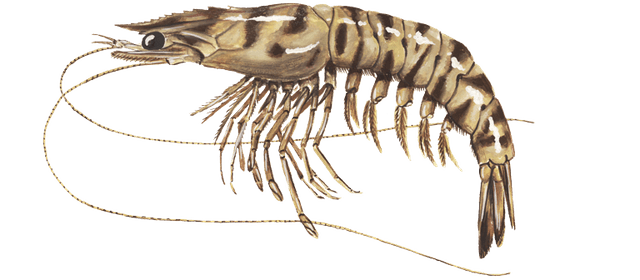 CREVETTE CARAMOTE