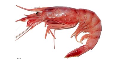 CREVETTE ROUGE