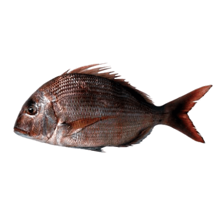 DENTÉ À TACHE ROUGE