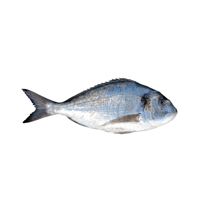 DORADE
