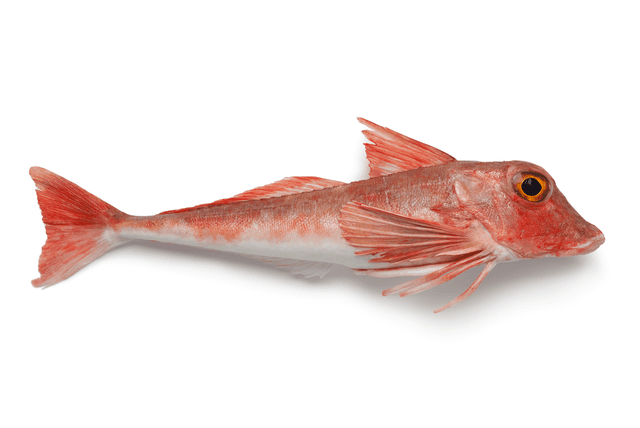 GRONDIN ROUGE