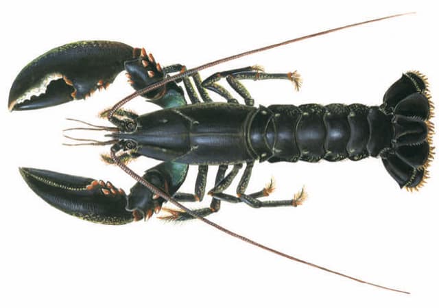 HOMARD EUROPEEN