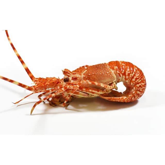 LANGOUSTE ROSE