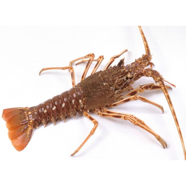 LANGOUSTE
