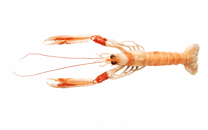 LANGOUSTINE