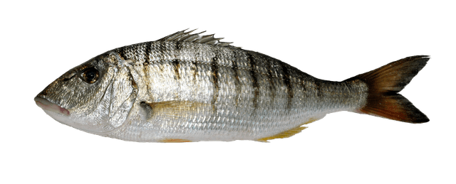 MARBRÉ