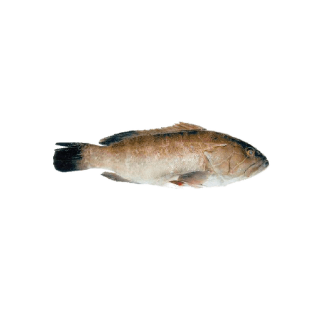 MÉROU BLANC