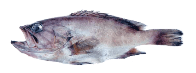 MÉROU GRIS