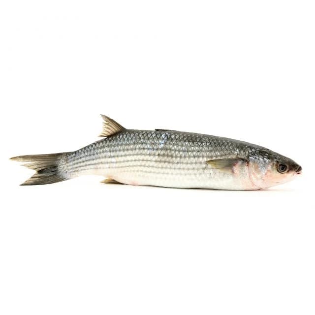 MULET SAUTEUR