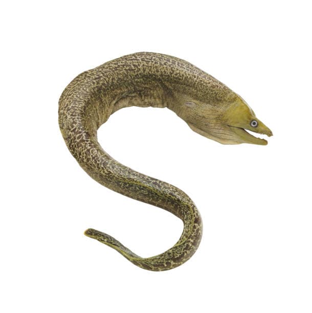 MURÈNE