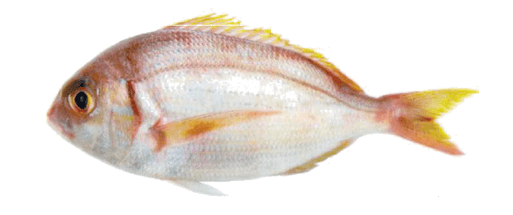 PAGEOT À TACHE ROUGE