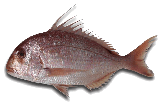 PAGRE À POINTS BLEUS