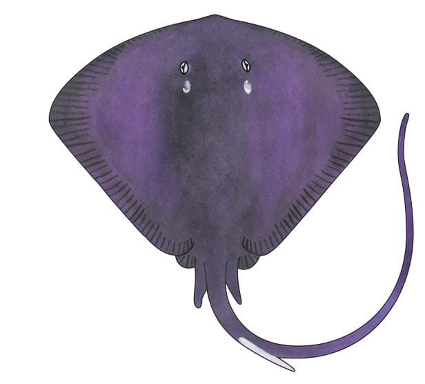 PASTENAGUE VIOLETTE