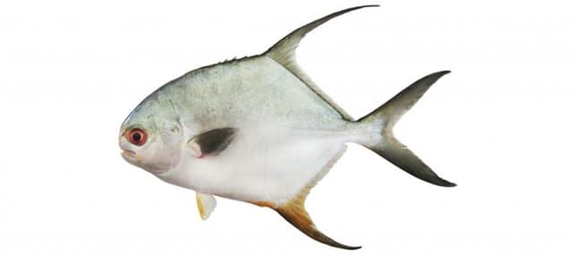 POMPANEAU