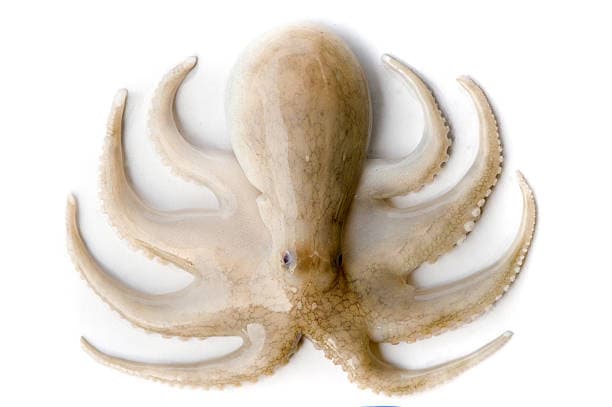POULPE BLANC
