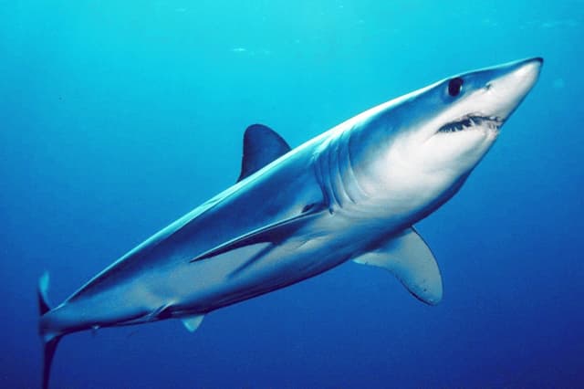 REQUIN BLEU