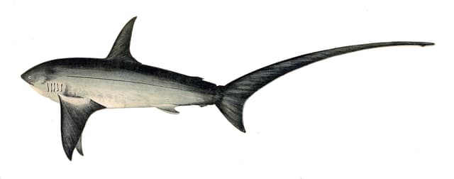 REQUIN RENARD