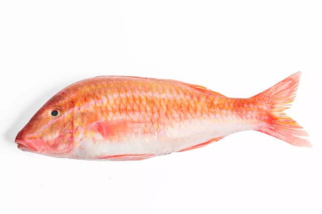 ROUGET