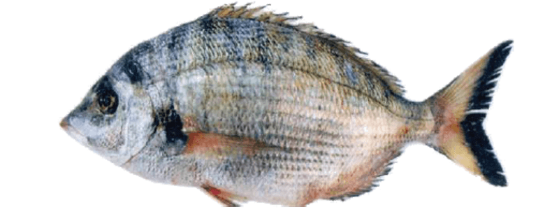 SAR À MUSEAU POINTU