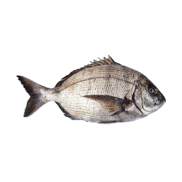 SAR
