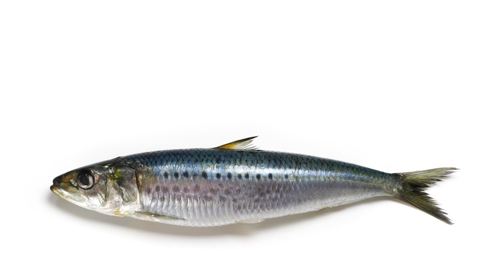 SARDINE