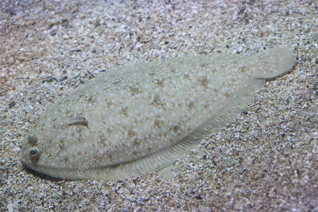 SOLE DU SENEGAL