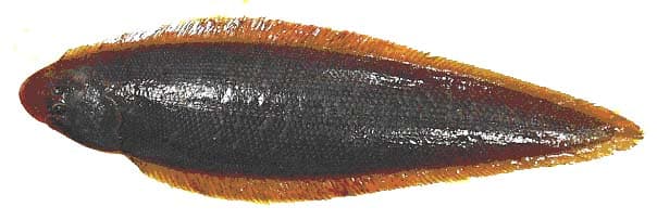 SOLE-LANGUE CANARIENNE