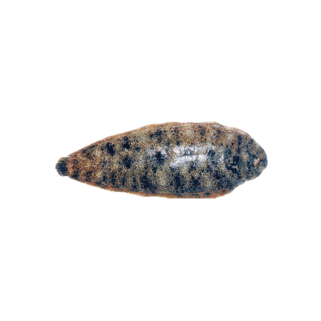 SOLE RUARDON