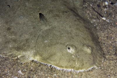 SOLE VELUE