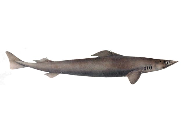 SQUALE CHAGRIN