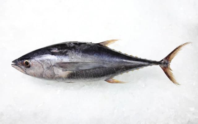THON ALBACORE