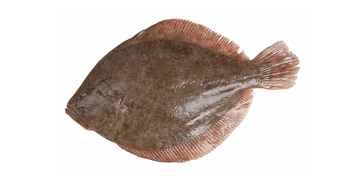 TURBOT