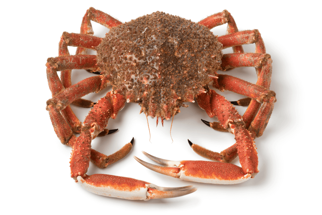 ARAIGNÉE DE MER