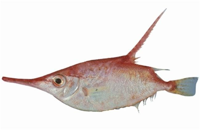 BÉCASSE DE MER