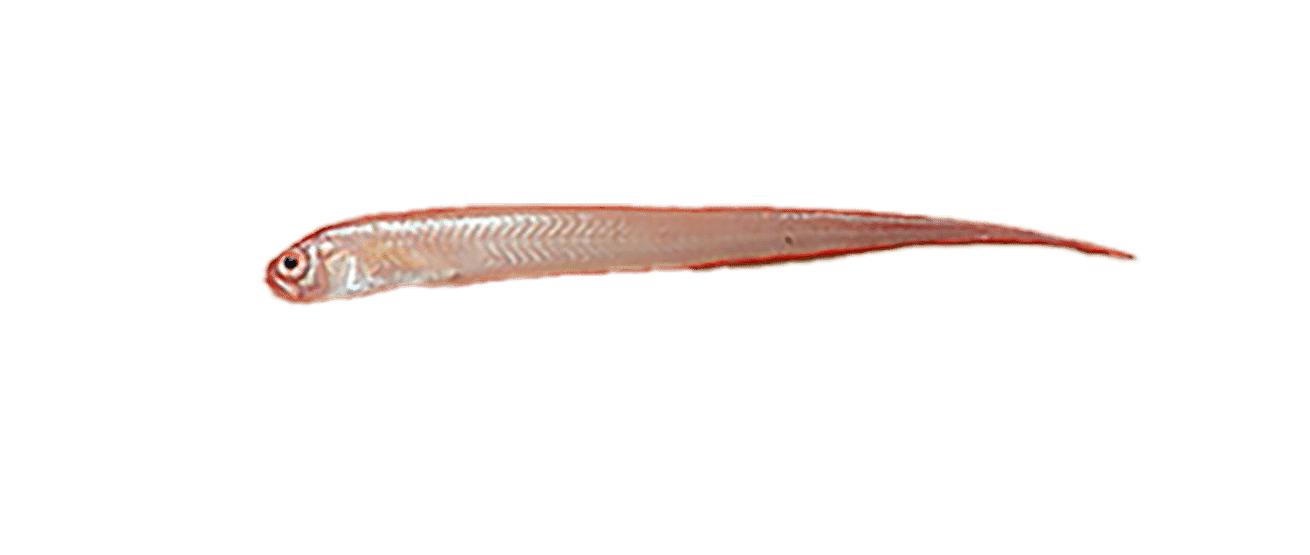 CEPOLE