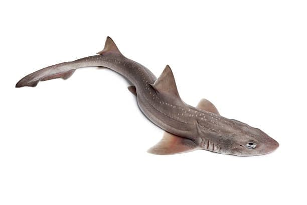 CHIEN DE MER