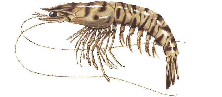 CREVETTE CARAMOTE