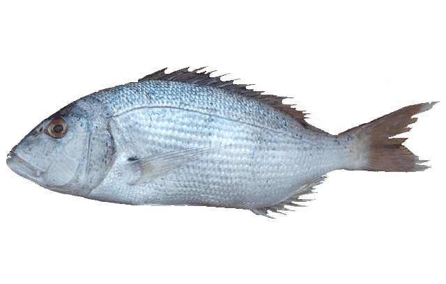 DENTÉ