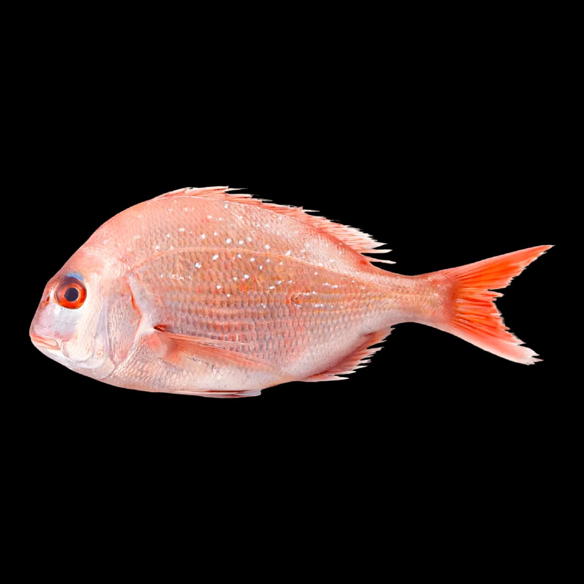 DORADE ROSE