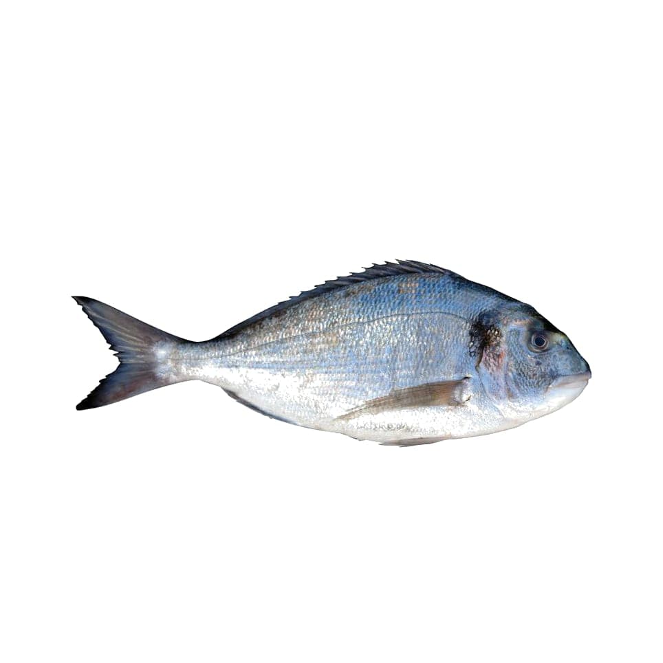 DORADE