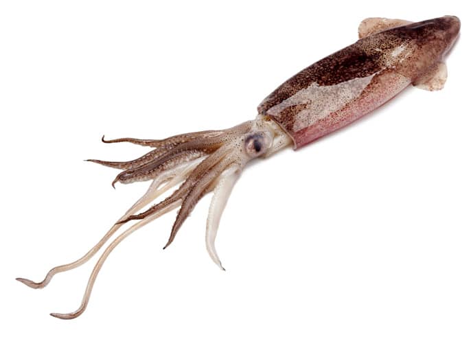 ENCORNET