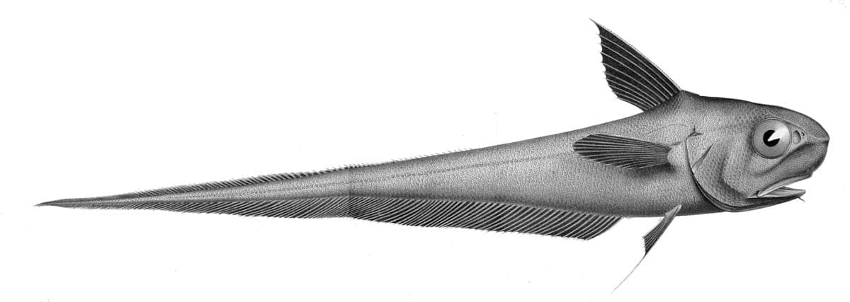 GRENADIER